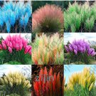 1000 / Bag Colorful Pampas Grass Cortaderia Seed are Very Beautiful Garden Plants Decorative DIY - ( 1000 / Bag Colorful Pampas Grass Cortaderia Seed are Very Beautiful Garden Plants Decorative DIY - (