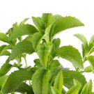 400 Stevia Herbs Seeds Green Herb for Garden and Planting