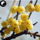 Winter Sweet Prunus Mume Tree Semente 60 Plant Yellow Plum Blossom La Mei for Garden and Planting