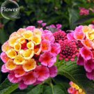 Pink Yellow Lantana Camara Perennial Flowers, 10 Seeds, 'Christine' Shrub Verbenas Ham And Eggs Butt