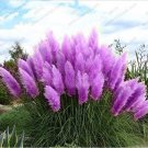 500 Purple Pampas Grass Seeds for Garden and Planting 500 Purple Pampas Grass Seeds for Garden and Planting