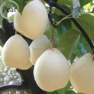 Pear Chinese White Sand Pear, 5 Seeds, juicy fleshy sweet and delicious green fruits E3652 for Garde