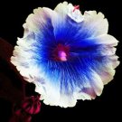 Hollyhock Flowers Dark Blue White Single Petals Big Flowers Althaea rosea Perennial Rooted Plant for Hollyhock Flowers Dark Blue White Single Petals Big Flowers Althaea rosea Perennial Rooted Plant for