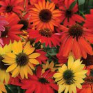 Hardy Perennial Echinacea 'Cheyenne Spirit Mixed' Coneflower Seeds, Professional Pack, 50 Seeds / Pa