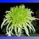 Green 'Spider' Chrysanthemum Flower Seeds,100 seeds. for Garden and Planting