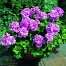 SIXTEENHOKI Geranium Fully Purple Double Petals Ball Typed Flowers 10 Seeds Hybrid Dense Bonsai Orna