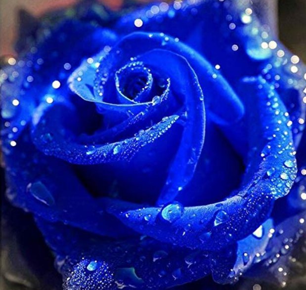 100 pc Blue Rose Fragrant Gardens Flowering Plants Strong, Blue Dragon Rose, Blue Rose for Garden an