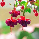 Double Petals Fuchsia Bonsai Potted Flower Bonsai Potted Plants Hanging Fuchsia Flowers 100 /Bag for