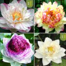 Heirloom Colorful Lotus Seeds 10 for Garden and Planting Heirloom Colorful Lotus Seeds 10 for Garden and Planting