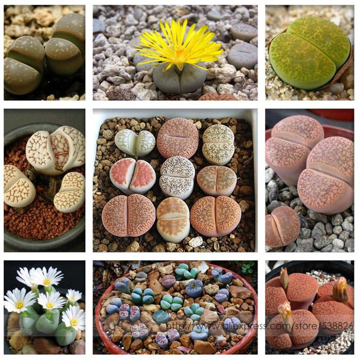 Pebble Plant Mix Cactus Lithops Succulents Living Stones Seeds for Garden and Planting