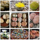 Pebble Plant Mix Cactus Lithops Succulents Living Stones Seeds for Garden and Planting Pebble Plant Mix Cactus Lithops Succulents Living Stones Seeds for Garden and Planting