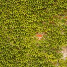 SIXTEENHOKI Boston Ivy Outdoor Creepers Plant Seeds, 100 Seeds/Pack, Perennial Climbing Ornamental P