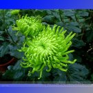 Green Spider Chrysanthemum Courtyard Flower Seeds, Professional Pack, 50 Seeds / Pack #NF973 for Gar