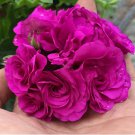 10 Rare Purple Rose Geranium Seeds Double Pelargonium Flowers for Garden and Planting