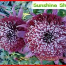 Rare 'Snow Purple' Echinacea Flower Plant Coneflower Seeds, 50 Seeds, Rare Garden Flowers Easy Care 