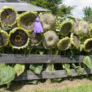 Mongolian Giant Sunflower Seeds for Garden and Planting