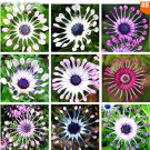 100/bag Osteospermum seeds,daisy seeds,osteospermum flowers,8 colours,bonsai flower seeds,Nature pot