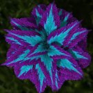 Haiyang' Series Blue Coleus Seeds featuring Large Purple Serrated Edges for Garden and Planting Haiyang' Series Blue Coleus Seeds featuring Large Purple Serrated Edges for Garden and Planting