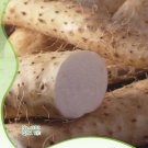 1 Original Pack, 6 seeds /pack, Chinese Yam Vegetable Seeds, Herbs Dioscorea Opposita #NF012 for Gar