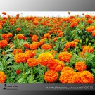 Mixed Chrysanthemum Seeds Perennial Flowering Rose Pink Orange Yellow Red Marigold Seeds Long Lastin