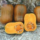 SIXTEENHOKI Honeynut Squash Butternut Vegetables, 10 seeds, heirloom sweet organic pumpkin vegetable