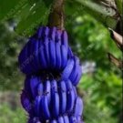 100 Dwarf Banana Seeds - Blue Skin for Garden and Planting