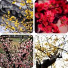 Heirloom Yellow Red Pink Wintersweet Calyx Canthus Winter Flower, 10 Seeds, chimonanthus praecox per