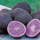 100 Potato Seeds Purple Color for Garden and Planting