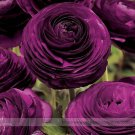 'Zi Yuren' Dark Purple Ranunculus Asiaticus Perennial Flower Seeds for Garden and Planting