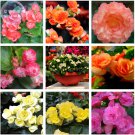 SIXTEENHOKI 35+ Mixed 9 Types of Begonia Flower Seeds, Professional Pack, perennial garden all seaso SIXTEENHOKI 35+ Mixed 9 Types of Begonia Flower Seeds, Professional Pack, perennial garden all seaso