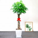 5 Pachira Macrocarpa Bonsai Seeds for Garden and Planting
