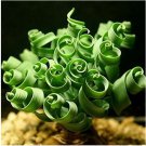 200 Spring grass seeds Succulents plant Grass seeds DIY bonsai Potted Garden Home Exotic Plant Inter