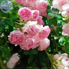 SIXTEENHOKI Rose Heirloom Climbing Flower Seeds, 50 Seeds, strong fragrant attracting bees butterfli SIXTEENHOKI Rose Heirloom Climbing Flower Seeds, 50 Seeds, strong fragrant attracting bees butterfli
