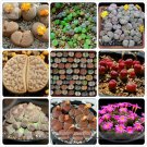 Germany KK's Mixed 9 Types of Lithops Indoor Bonsai Seeds for Garden and Planting Germany KK's Mixed 9 Types of Lithops Indoor Bonsai Seeds for Garden and Planting