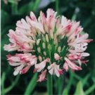 100 Agapanthus africanus Seeds 'Fireworks’ African Lily 'Strawberry ice' for Garden and Planting