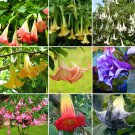 100 Brugmansia Datura Mixed Seeds for Garden and Planting 100 Brugmansia Datura Mixed Seeds for Garden and Planting