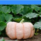 New Pink Pumpkin Vegetables Seeds for Garden and Planting