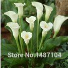 50 Cream White Calla Lily Seeds (Zantedeschia aethiopica) for Garden and Planting