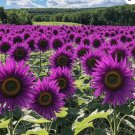 50++ Purple Sunflower Seeds - Field ‘Violet Glow’ for Garden and Planting