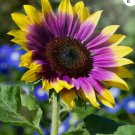 50++ Purple Heart Sunflower Seeds for Garden and Planting