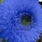 50++Blue Teddy Bear Sunflower Seeds Non GMO Heirloom Garden for Garden and Planting