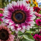 50++Strawberry Blonde Hybrid Sunflower Seeds - Non-GMO Heirloom Variety for Garden and Planting
