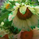 50++Green Lace Sunflower Seeds for Garden and Planting