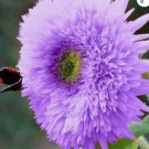 50++ Rare Purple Teddy Bear Sunflower Seeds for Garden and Planting