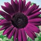 50++ Purple Sunflower Seeds for Planting - Non GMO Heirloom