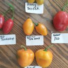huuuhaaahh Manzano Peppers  (25 seeds - 5 of each variety)