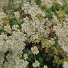 100 ++ Amazing California Buckwheat Seeds for garden and planting