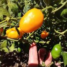 24 Huhah Honey Badger Manzano Chile pepper seeds for garden and planting