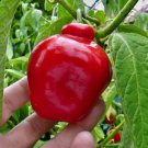 24pcs of Huhah Red Manzano Pepper Seeds for garden and planting
