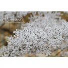3PCS Conospermum incurvum - Plume smokebush SeedsItem NO.: DL335C